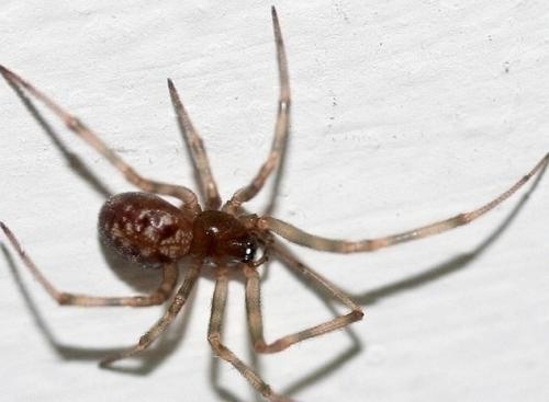 Réf. 16 717 : Steatoda triangulosa
