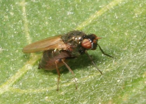 Calliopum sp.