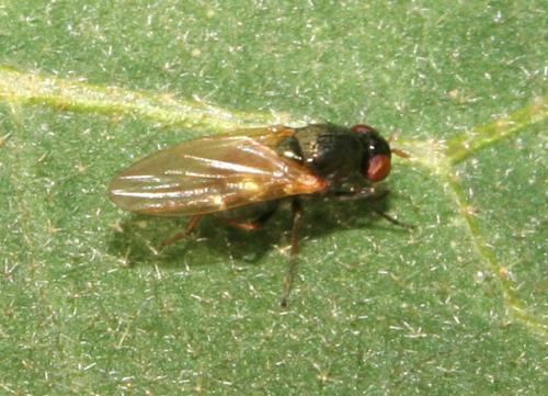 Calliopum sp.