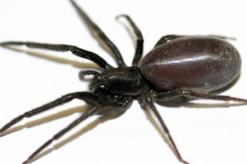 Segestria florentina
