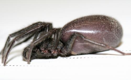 Segestria florentina