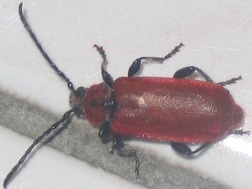 Pyrrhidium sanguineum