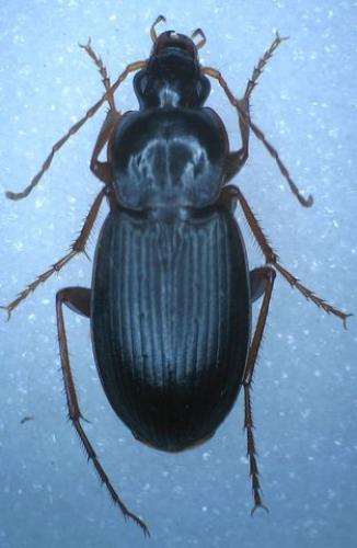 Calathus rotundicollis