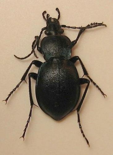 Réf. 16 485 : Carabus convexus