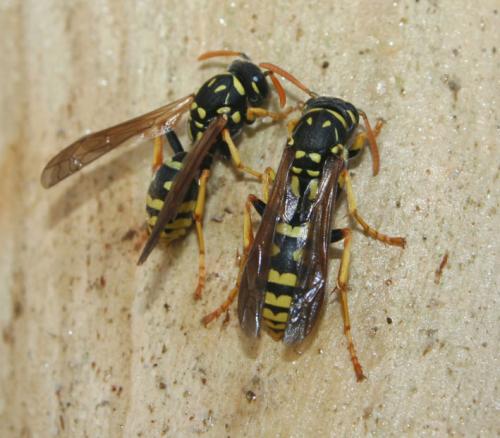 Polistes sp.