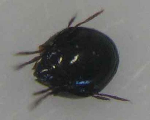 Euzetes sp.
