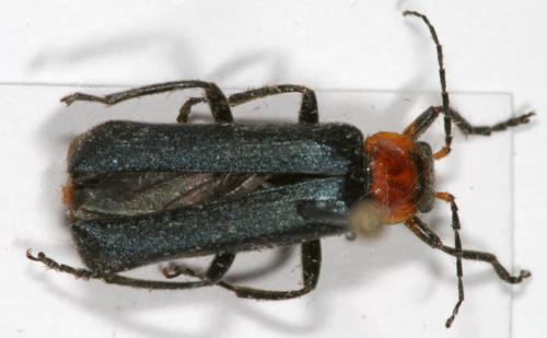 Ancistronycha abdominalis