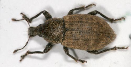 Réf. 16 046 : Barynotus obscurus