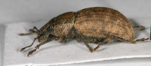 Réf. 16 048 : Barynotus obscurus
