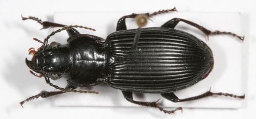Réf. 16 059 : Pterostichus melanarius