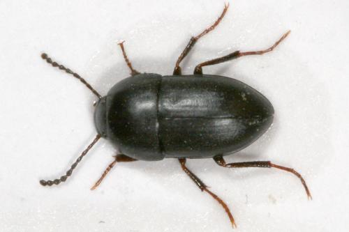 Réf. 16 228 : Crypticus quisquilius