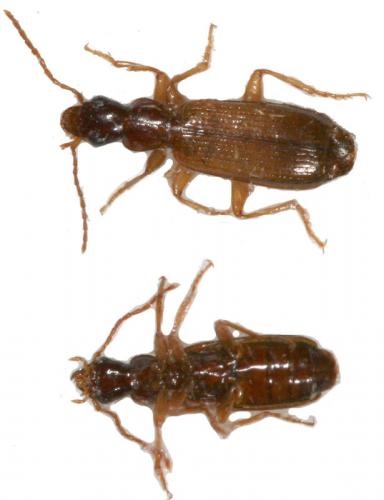 Réf. 16 236 : Paradromius linearis