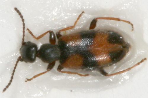 Réf. 16 226 : Anthicus antherinus