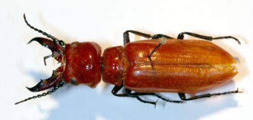 Synhoria senegalensis