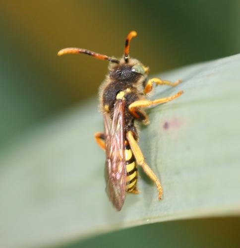 Réf. 16 707 : Nomada bifasciata