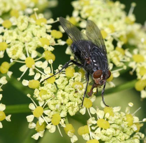 Calliphora vicina