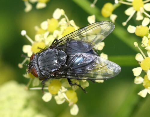 Calliphora vicina