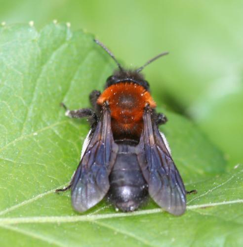 Andrena sp.