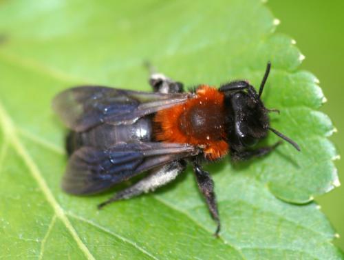 Andrena sp.
