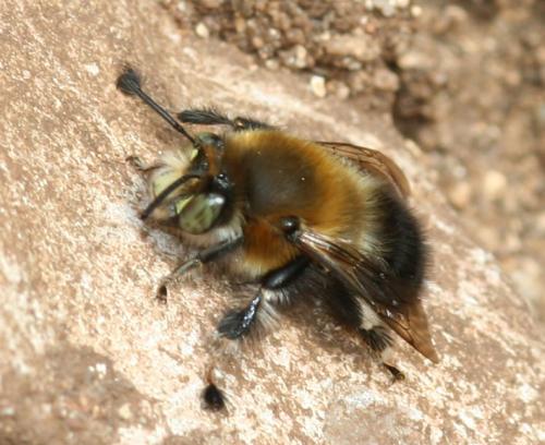Anthophora sp.