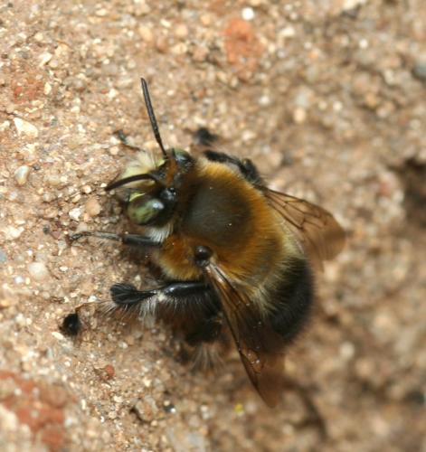 Anthophora sp.