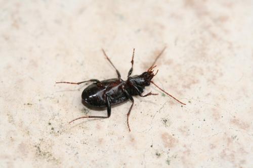 Nebria sp.