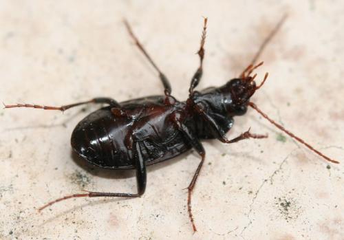 Nebria sp.