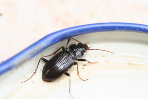 Nebria sp.