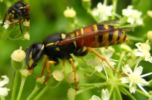 Réf. 16 874 : Vespula rufa