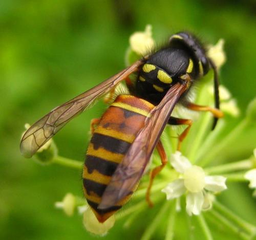 Réf. 16 875 : Vespula rufa