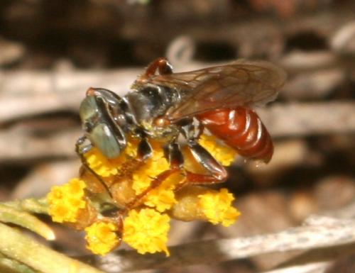 Réf. 16 745 : Tachysphex incertus rufiventralis