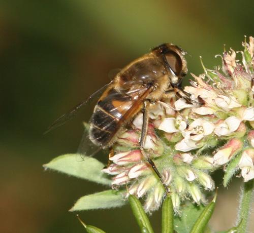 Réf. 16 049 : Eristalis similis