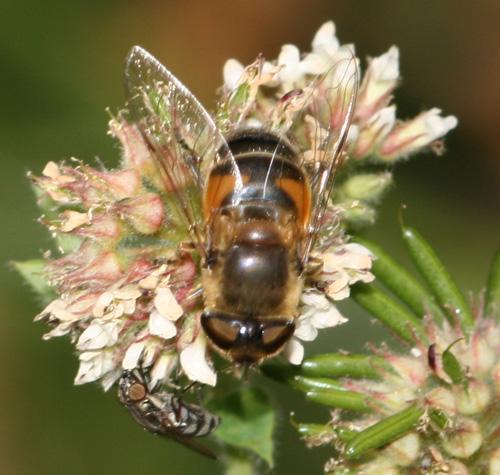 Réf. 16 050 : Eristalis similis