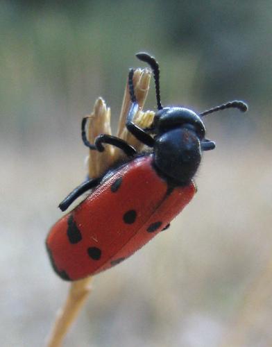 Réf. 16 830 : Mylabris quadripunctata