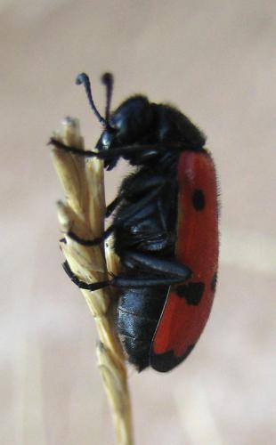 Réf. 16 831 : Mylabris quadripunctata