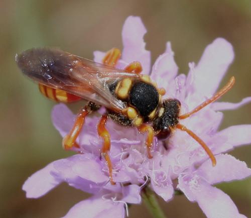 Nomada sp.