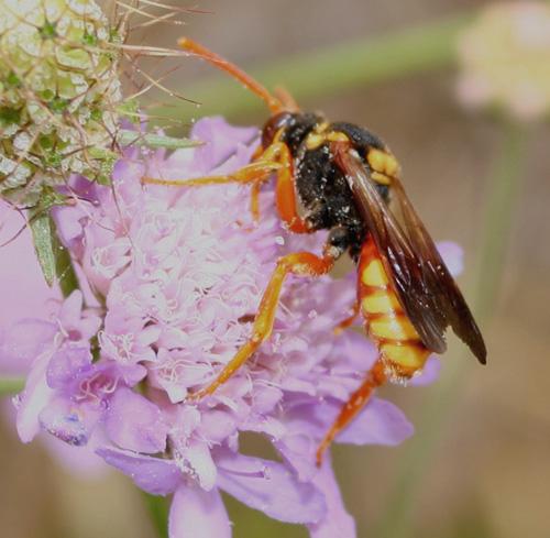 Nomada sp.