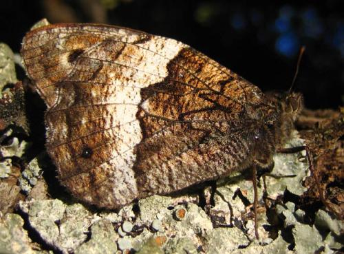 Réf. 16 833 : Hipparchia sp.