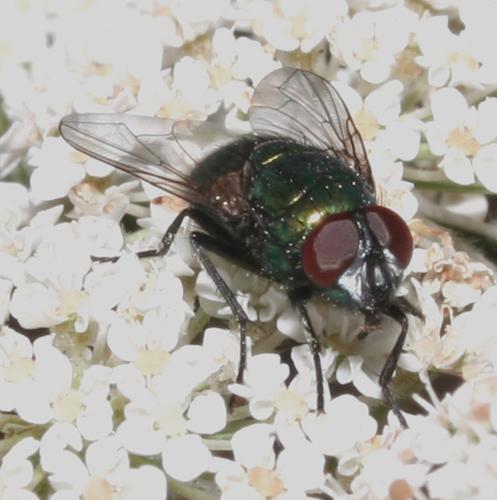 Neomyia sp.