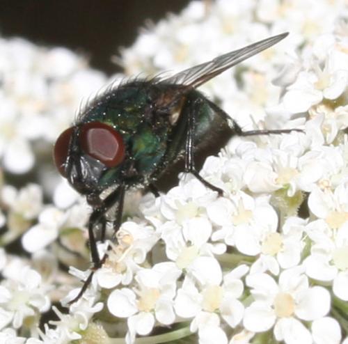 Réf. 16 459 : Neomyia sp.