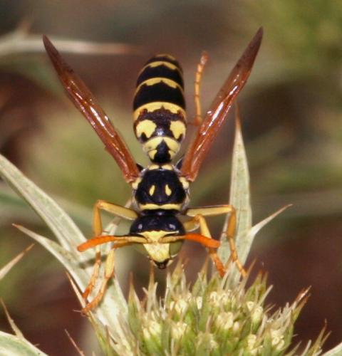 Polistes sp.