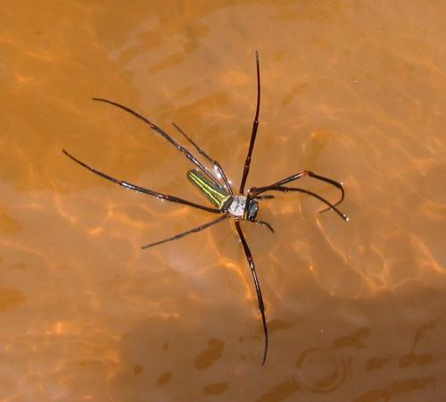 Nephila sp.