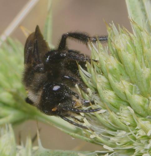 Andrena morio