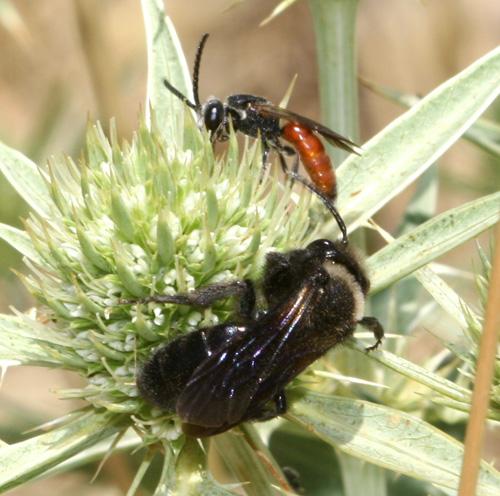 Andrena morio