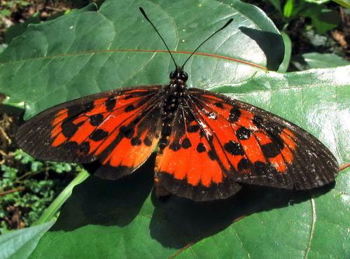 Réf. 16 654 : Acraea cepheus