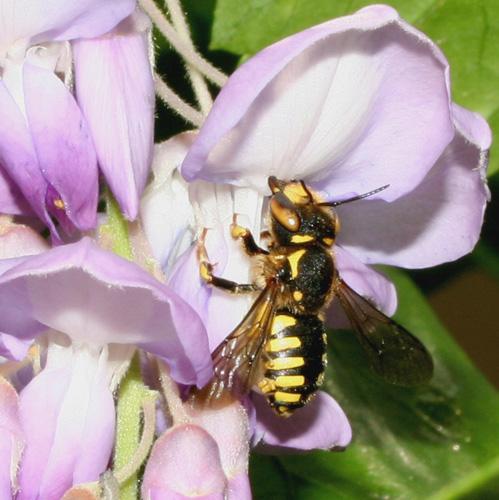 Anthidium florentinum