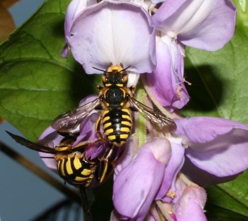 Anthidium florentinum