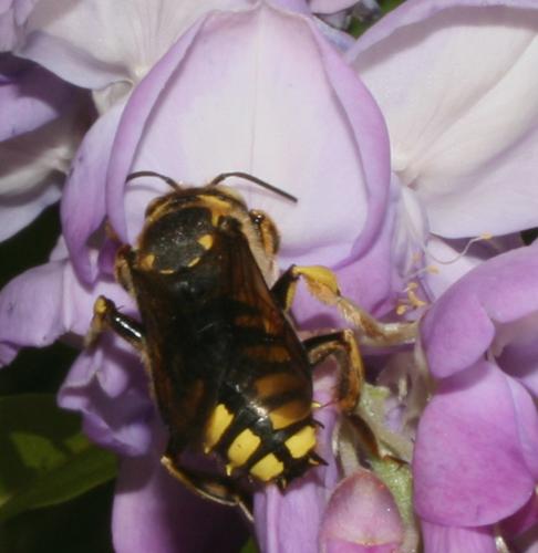 Anthidium florentinum
