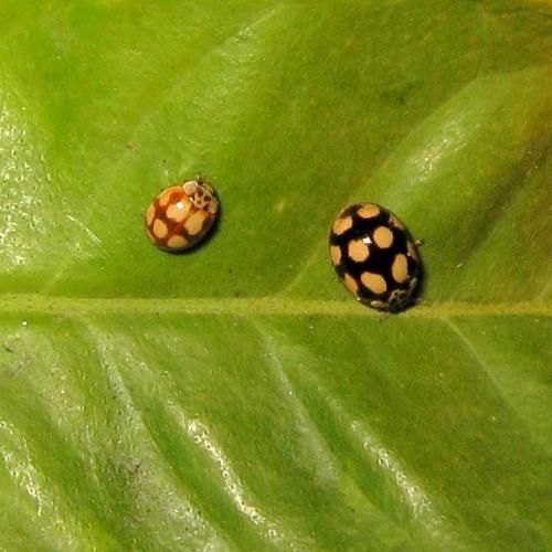Adalia decempunctata