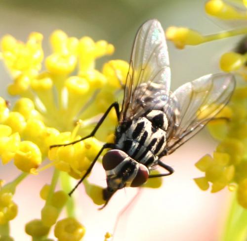Graphomya maculata